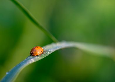 Ladybird on the grass