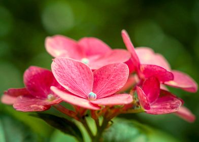 Pink Flowers