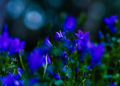 Indigo Flowers