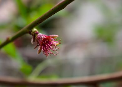 Blossom flower in garden