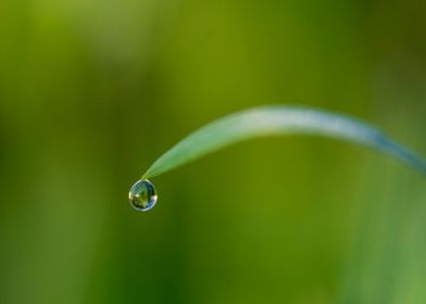 Dew drop in the morning