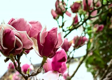 Magnolias in spring