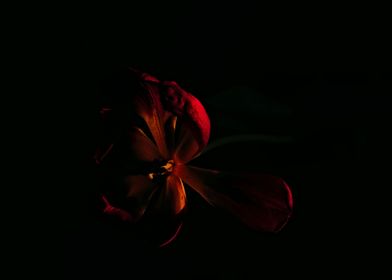 Tulip in dark