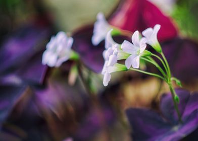 White Flowers