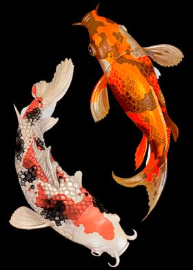 Colorful Koi