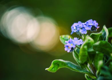 Blue Flowers