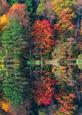 Fall trees reflection 