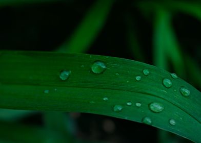 rain droplets on leaves