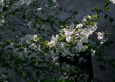 cherry blossom tree japan