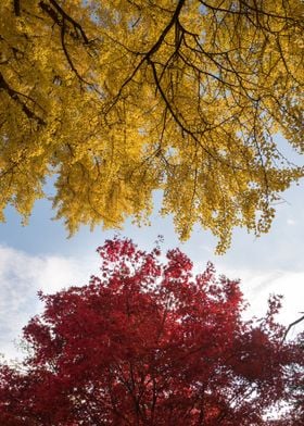 Worms eye view of trees