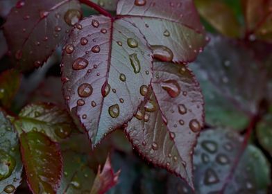leaves with rain droplets
