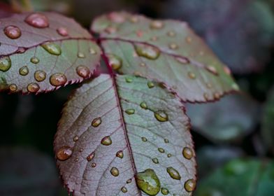 leaves with rain droplets
