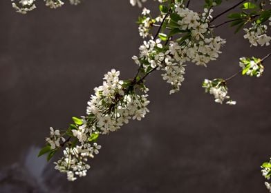 cherry blossom tree japan