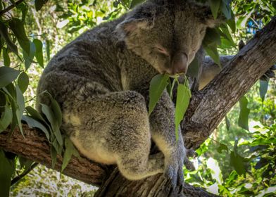 Koala Sleeping 