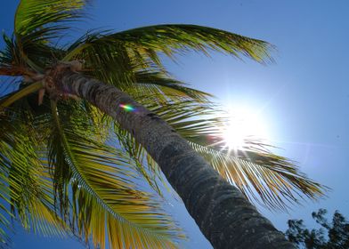 Punta Cana Palm Tree