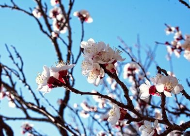 cherry blossom tree japan