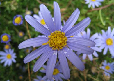 Lavender daisy