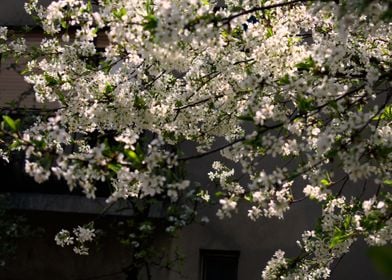 cherry blossom tree japan