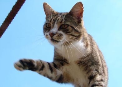 Sky Diving Cat