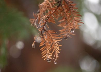 Pine Tree after Rain