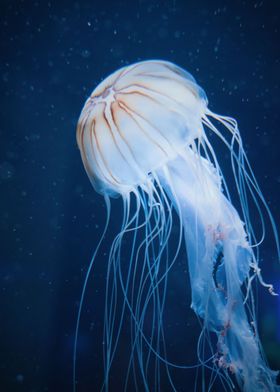 White jellyfish in ocean