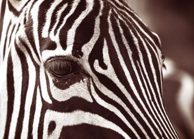 Vintage Zebra Closeup