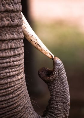 Tusk to trunk