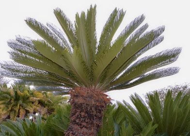 Botanical Garden Palm Tree