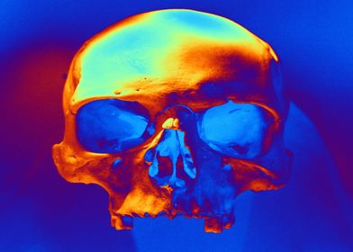 Skull in blue and gold