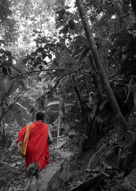 Monk in the jungle