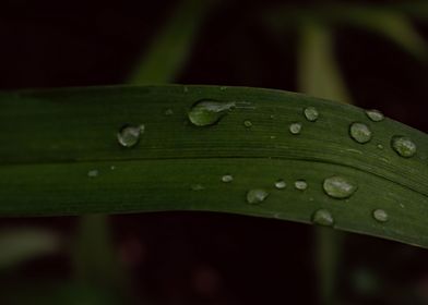 rain droplets on leaves