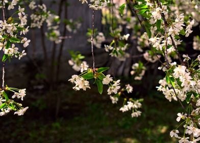 cherry blossom tree japan