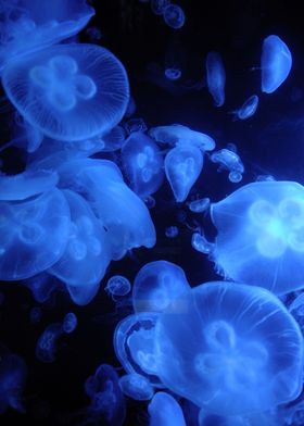 Group of white jellyfish