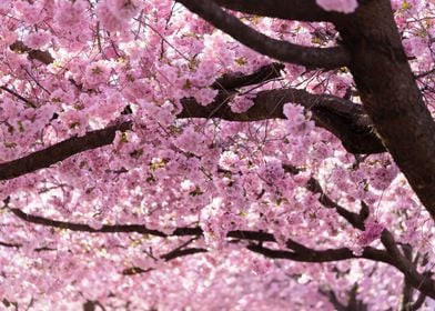 Cherry Blossom Trees