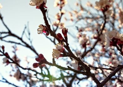 Blossom tree