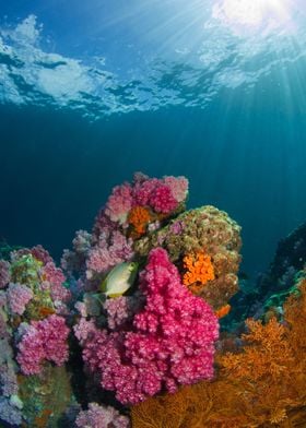 Beautiful corals in reef