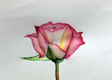 A ROSE 