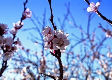 Blossom tree