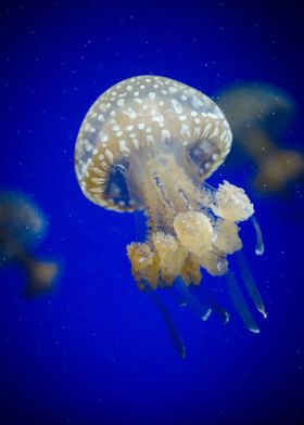 White jellyfish in water