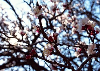 Blossom tree