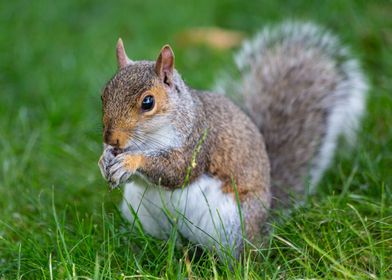 'A cute squirrel' Poster by Giuseppe Cammino | Displate