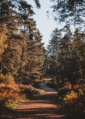 Road through trees