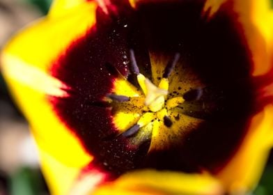 Tulip in garden