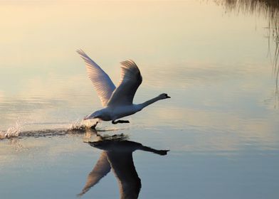 Swan taking off 