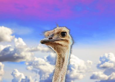 Ostrich Portrait