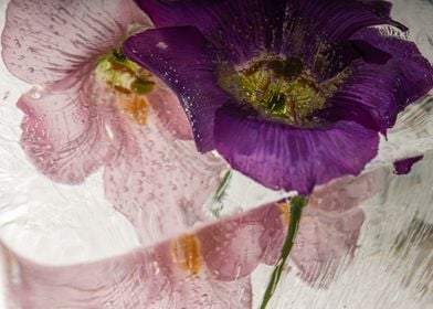 Campanula in ice 4