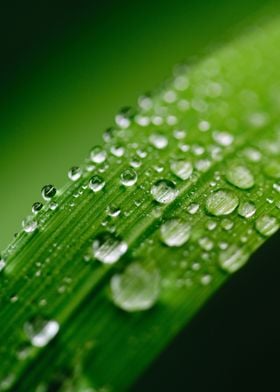 Morning dew on green leaf