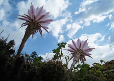Cactus flowers in the sky
