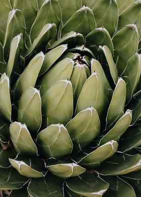 Close up of wild cacti