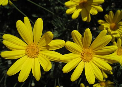 Two yellow sunny daisies